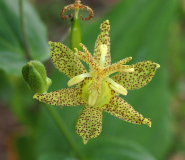 Tricyrtis puberula