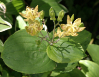 Tricyrtis latifolia