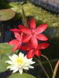 Hesperantha coccinea