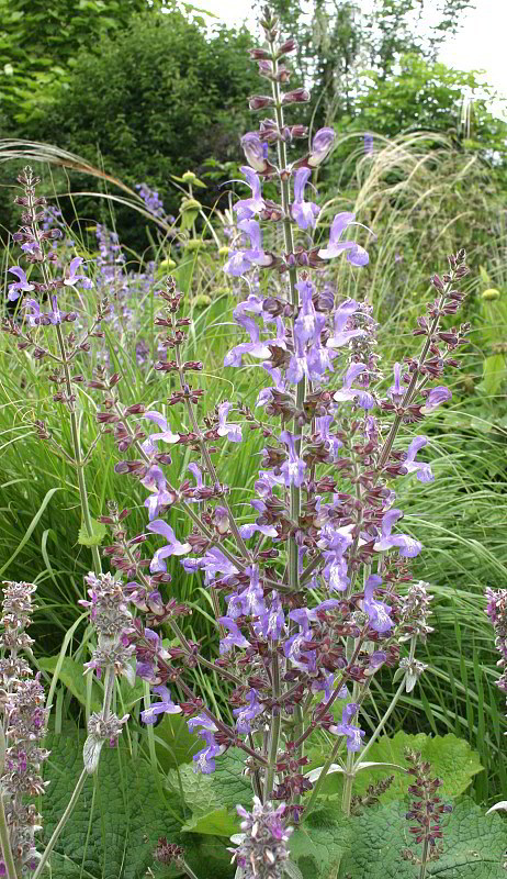 Salvia forsskaolei