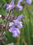 Salvia forsskaolei