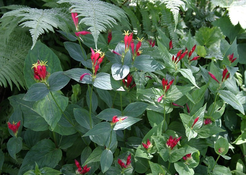 Spigelia marilandica