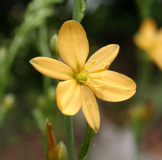 Echeandia flavescens Syn. Anthericum torreyi