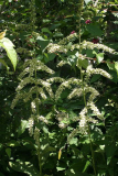 Veratrum californicum