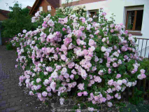 Damascenerrose Celsiana