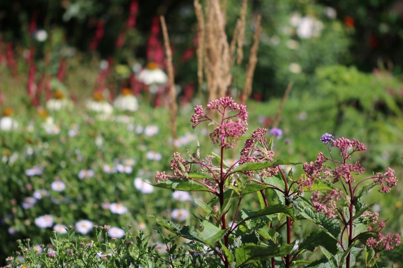 Eupatorium