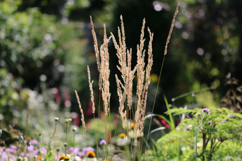 Calamagrostis 'Overdam'