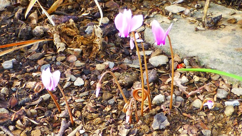 Cyclamen hederifolium Samenanlage neu