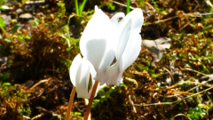 Cyclamen hederifolium ´Alba´