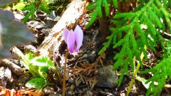 Cyclamen hederifolium