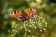 Pfauenauge_Hedera_helix