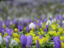 Im Botanischen Garten Graz