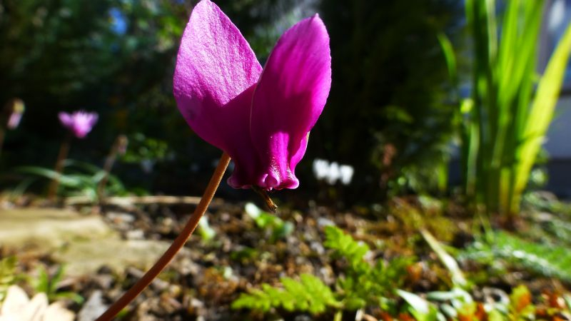 Cyclamen hederifolium ´Red Sky´eventuell