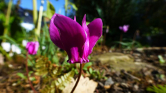 Cyclamen hederifolium ´Red Sky´eventuell