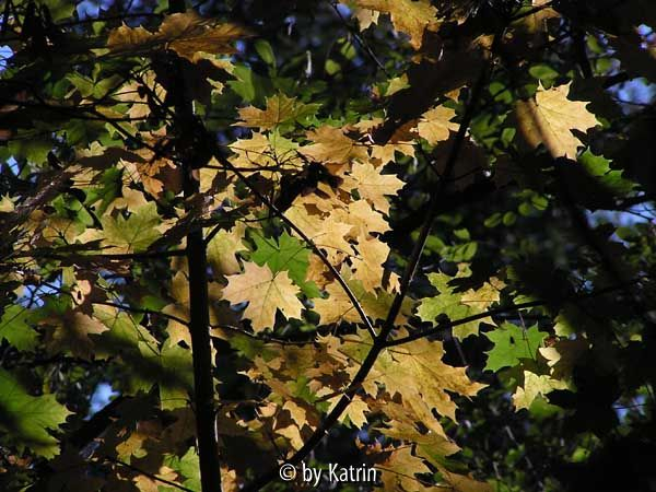 Herbst in Kapfenberg