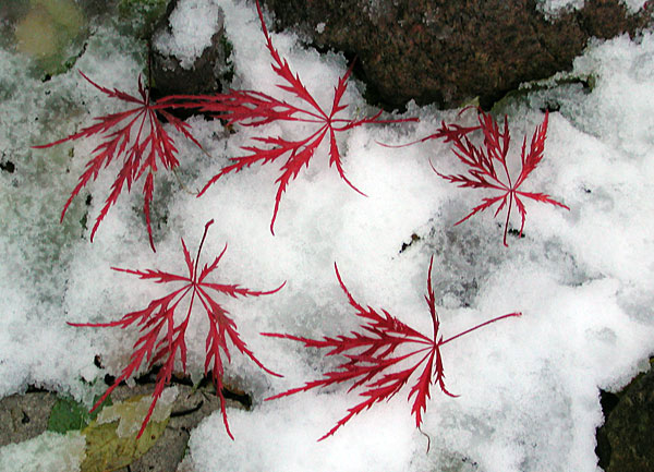 Laub Acer palmatum Julian