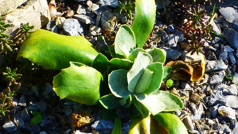 Alpenaurikel (Primula auricula)