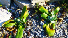 Alpenaurikel (Primula auricula) im Kalkschotterbeet