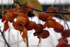 Malus 'Evereste' - Zierapfel