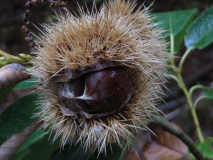 Bouche de Betizac Frucht 2016