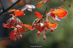 Fagus sylvatica - Austrieb und Blüte