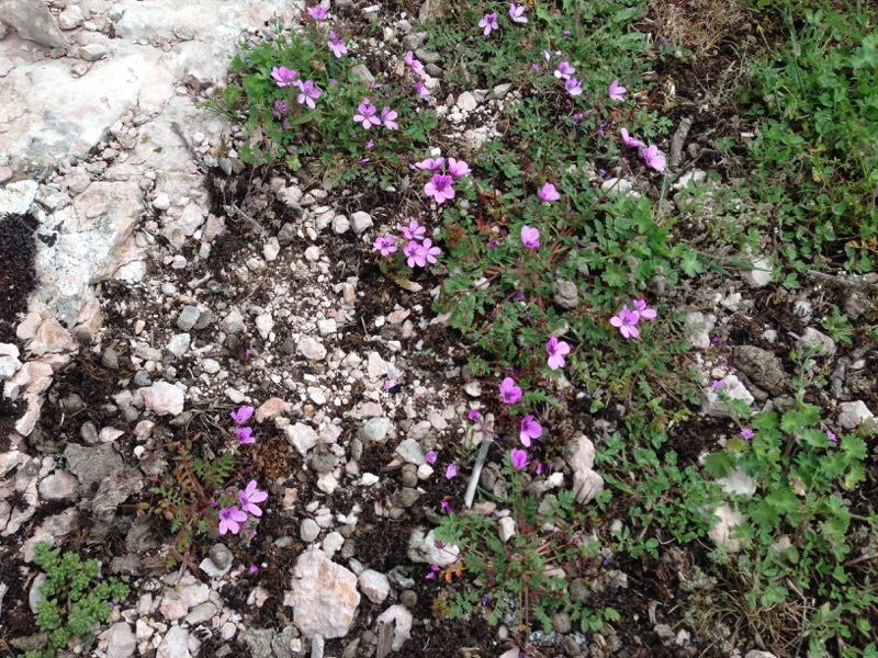 Erodium