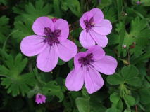 Blätter Geranium