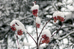 Sorbus hupehensis - Hupeh-Eberesche