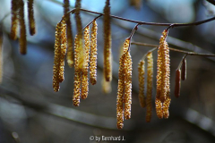 Corylus avellana Blüte