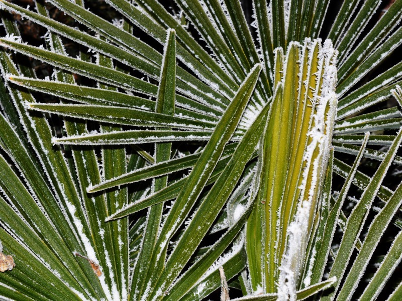 Trachycarpus fortunei 1