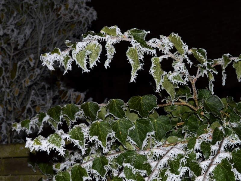 Hedera helix 1