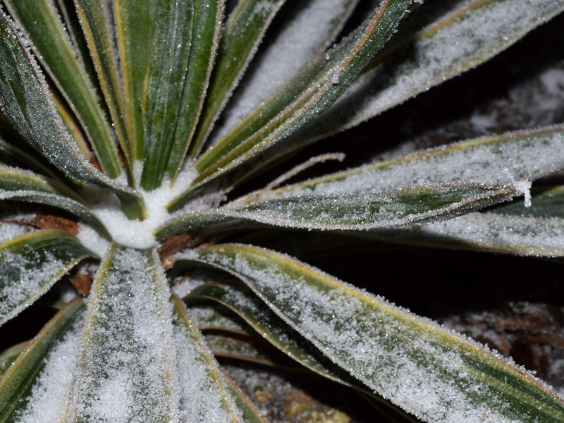 Yucca gloriosa