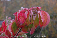 Cornus florida