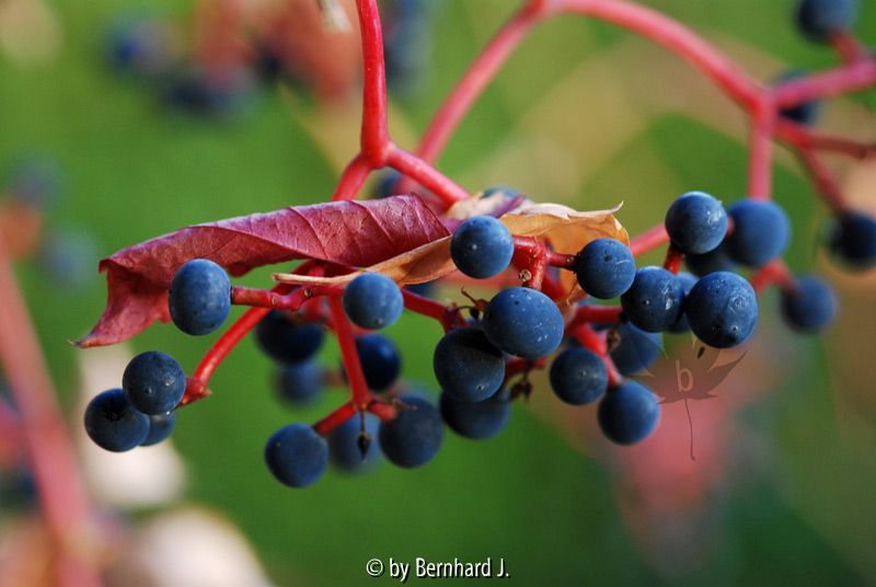 Parthenocissus quinquefolia - Wilder Wein