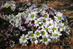 Callianthemum anemonoides