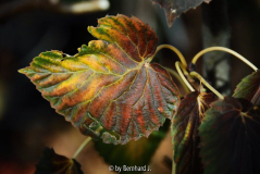 Davidia involucrata - Taubenbaum - Herbstfärbung