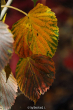 Davidia involucrata - Taubenbaum - Herbstfärbung