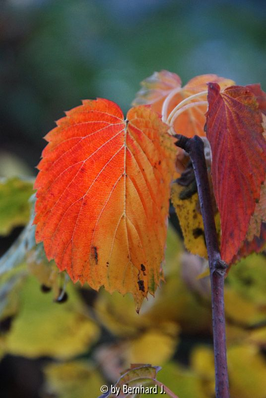 Davidia involucrata - Taubenbaum - Herbstfärbung