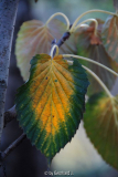 Davidia involucrata - Taubenbaum - Herbstfärbung