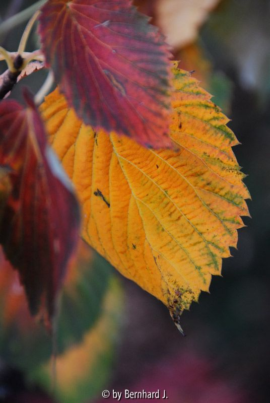 Davidia involucrata - Taubenbaum - Herbstfärbung