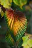 Davidia involucrata - Taubenbaum - Herbstfärbung