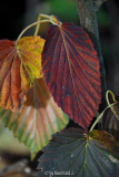 Davidia involucrata - Taubenbaum - Herbstfärbung