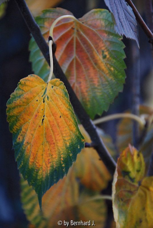 Davidia involucrata - Taubenbaum - Herbstfärbung