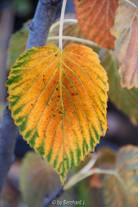 Davidia involucrata - Taubenbaum - Herbstfärbung