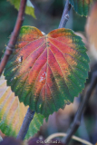 Davidia involucrata - Taubenbaum - Herbstfärbung