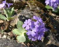 Primula marginata