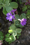 Primula marginata