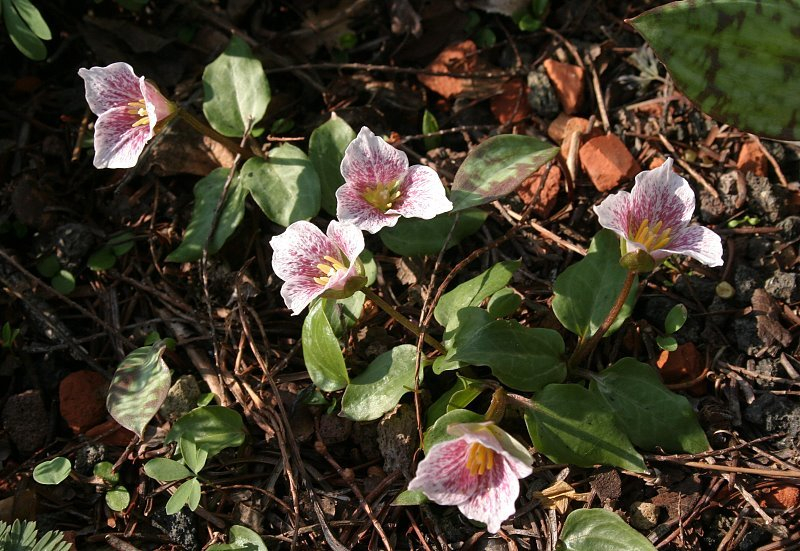 Trillium rivale