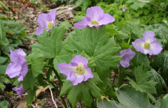 Glaucidium palmatum