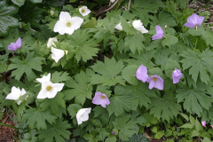 Glaucidium palmatum